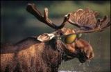 Moose in sunglasses